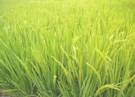 Rice Field